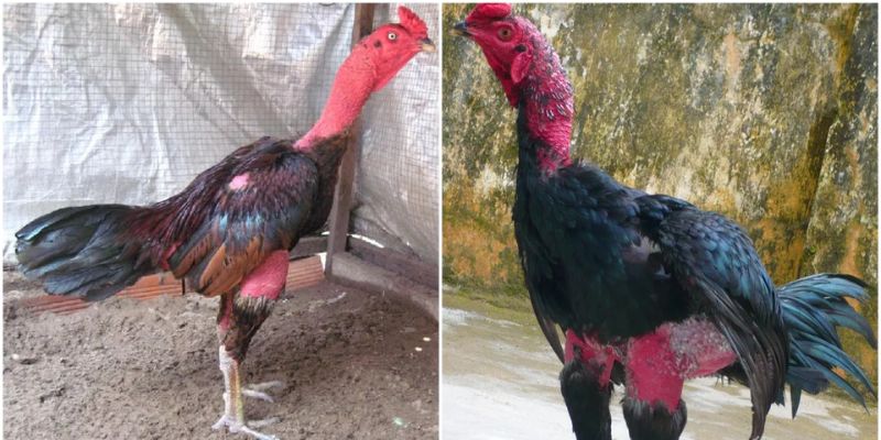 Nghiên cứu giống gà trước khi xuống tiền cược