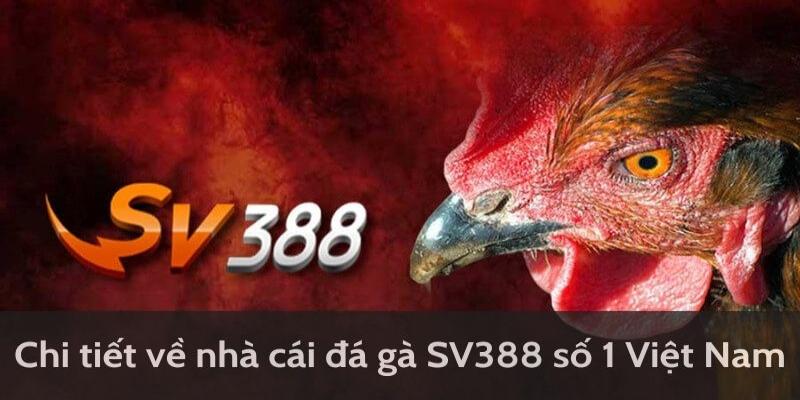 Tại Sao Đá Gà SV388 Là Lựa Chọn Hàng Đầu Cho Kê Thủ?